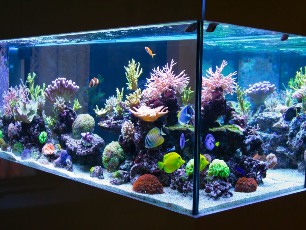 Setting Up A New Fish Tank: 6 Creative Tips