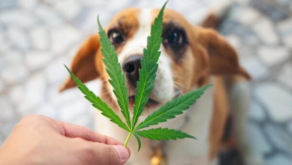 CBD Products: How To Administer Them For Dogs