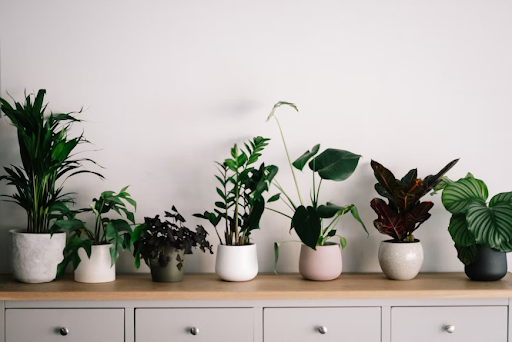 How To Help Your House Plants Develop Faster