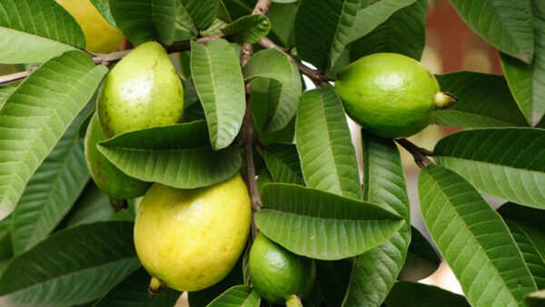 wellhealthorganic.com:5-amazing-health-benefits-of-guava