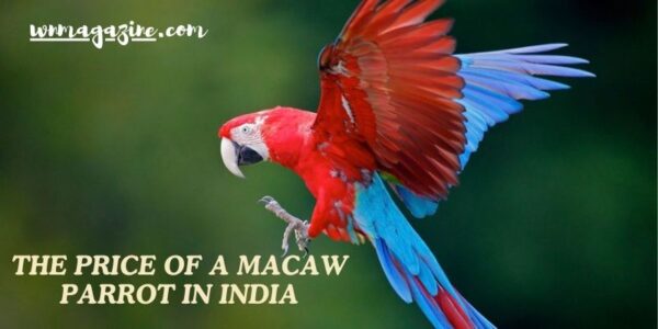 The price of a Macaw Parrot in India