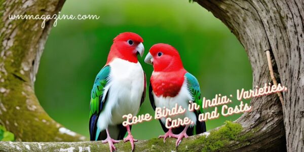 Love Birds in India: Varieties, Care, and Costs