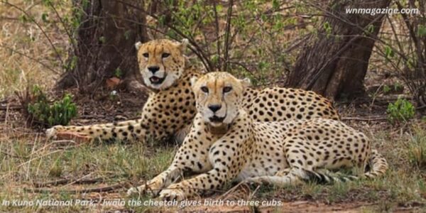 In Kuno National Park, Jwala the cheetah gives birth to three cubs.