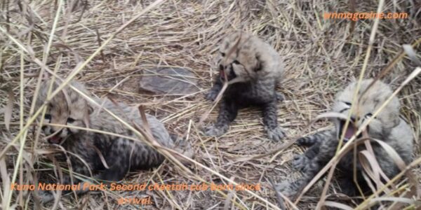 Kuno National Park: Second cheetah cub born since arrival.