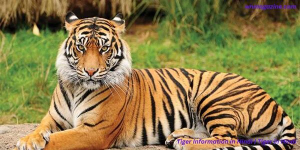 Tiger Information in Hindi | Tiger in Hindi